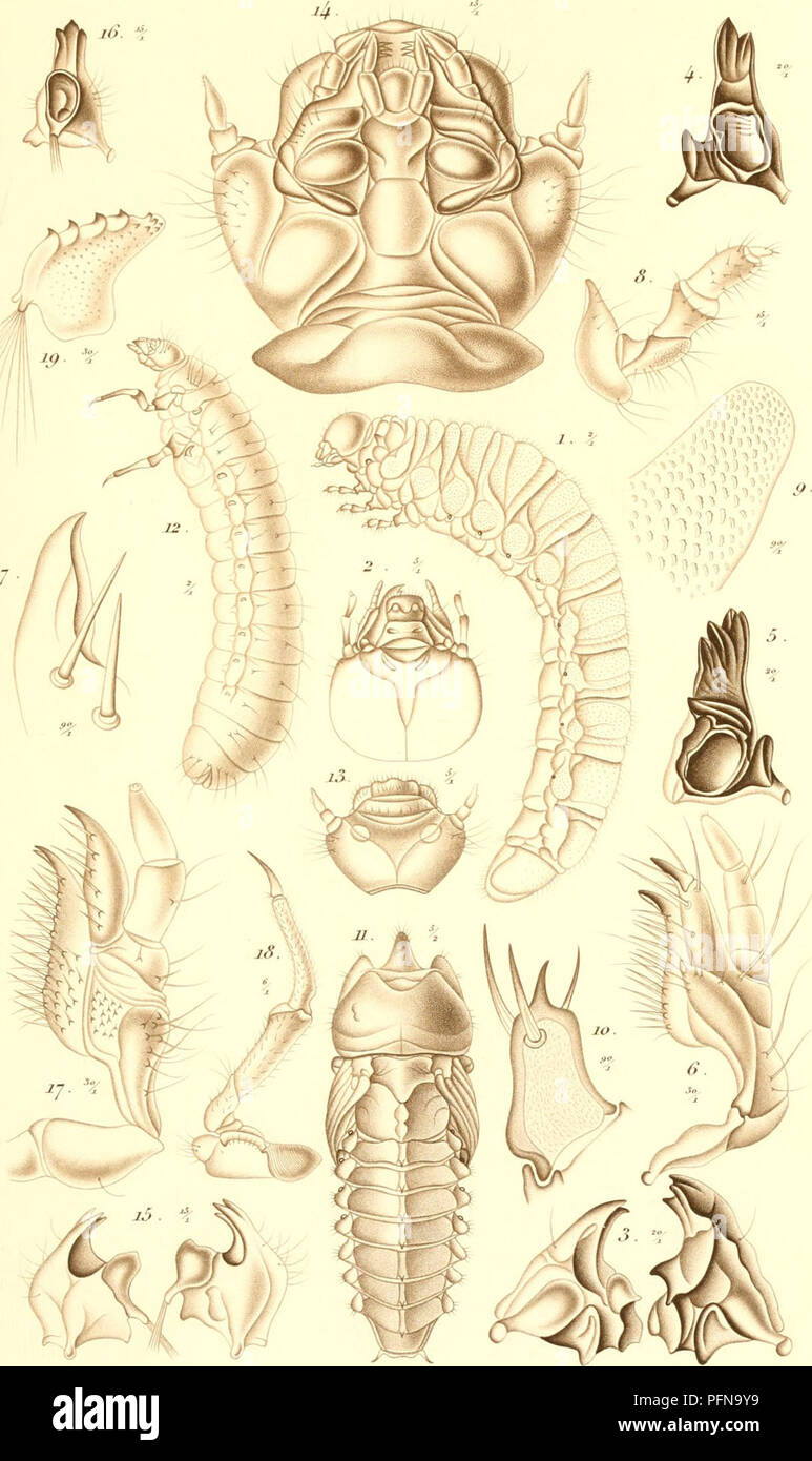 . De metamorphosi eleutheratorum observationes : bidrag til insekternes udviklingshistorie. Los escarabajos. 7 XatJirh}/.,.,h- 3' ,) B. Tenga en cuenta que estas imágenes son extraídas de la página escaneada imágenes que podrían haber sido mejoradas digitalmente para mejorar la legibilidad, la coloración y el aspecto de estas ilustraciones pueden no parecerse perfectamente a la obra original. Schiødte, J. C, (Jørgen Matthias cristiano. 1815-1884. : Thieles Bogtrykkeri Kjøbenhavn Foto de stock