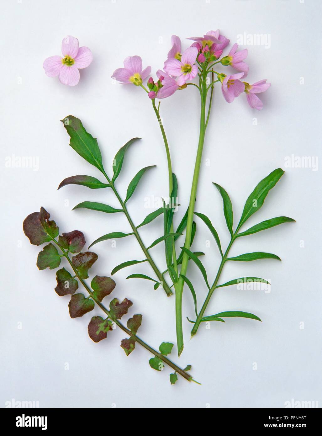 Cuco Cardamine pratensis (flor), pinnadas hojas y flores púrpura Foto de stock