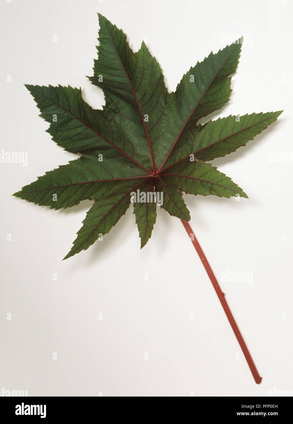 Ricinus communis, grandes hojas brillantes de aceite de ricino planta con tallo rojo. Foto de stock