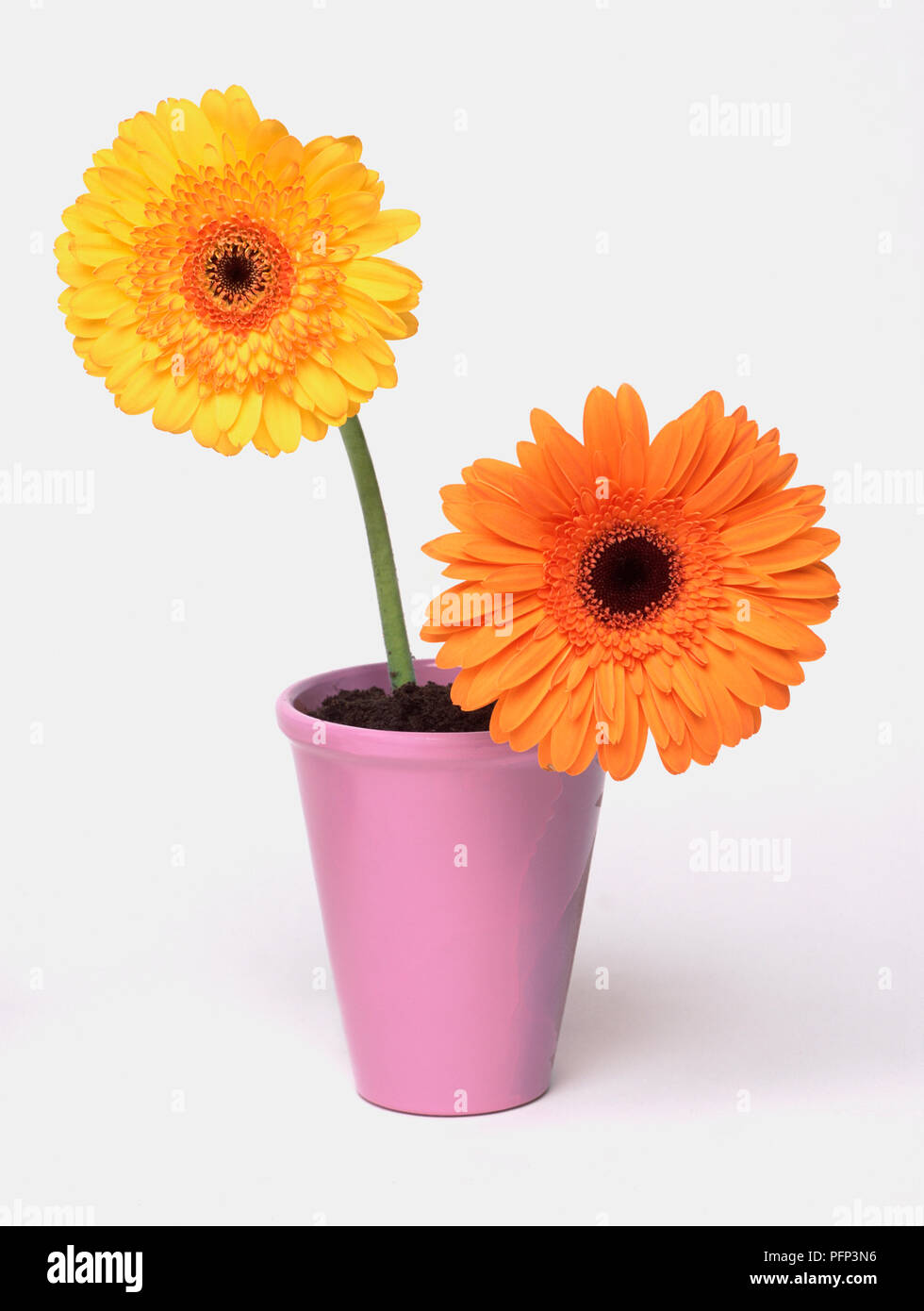 Orange gerberas fotografías e imágenes de alta resolución - Página 5 - Alamy