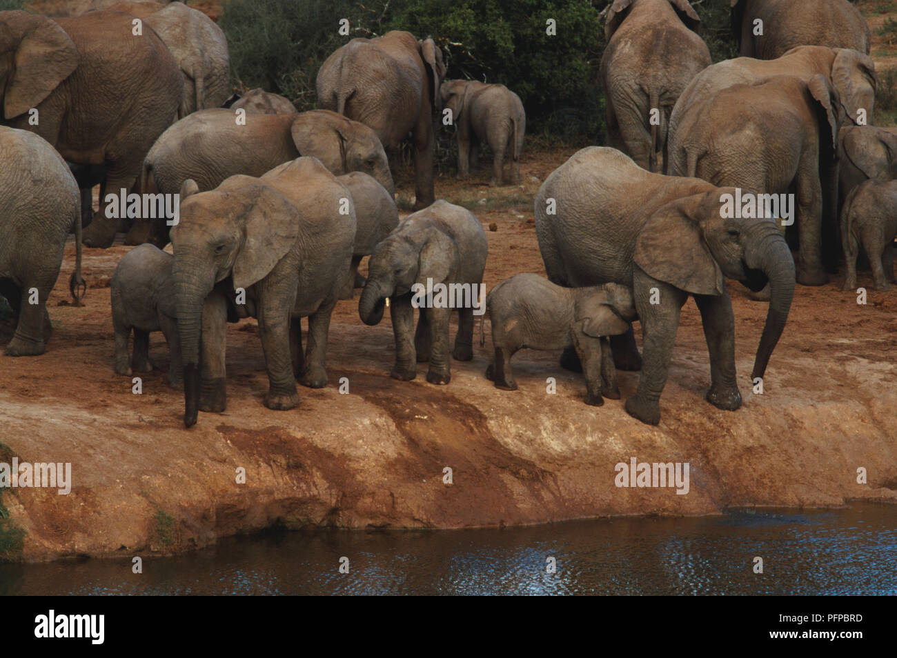 Los elefantes en un abrevadero en el Parque Nacional de Elefantes Addo. Foto de stock