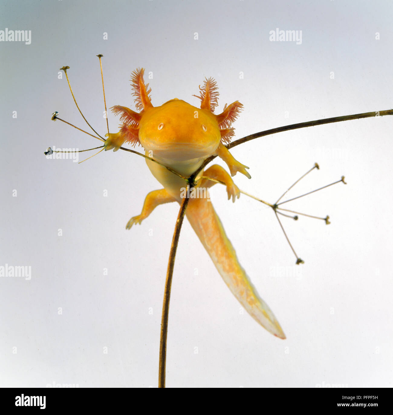 Bebe Axolotl Ambystoma Mexicanum Nadando A Traves De Twig Fotografia De Stock Alamy