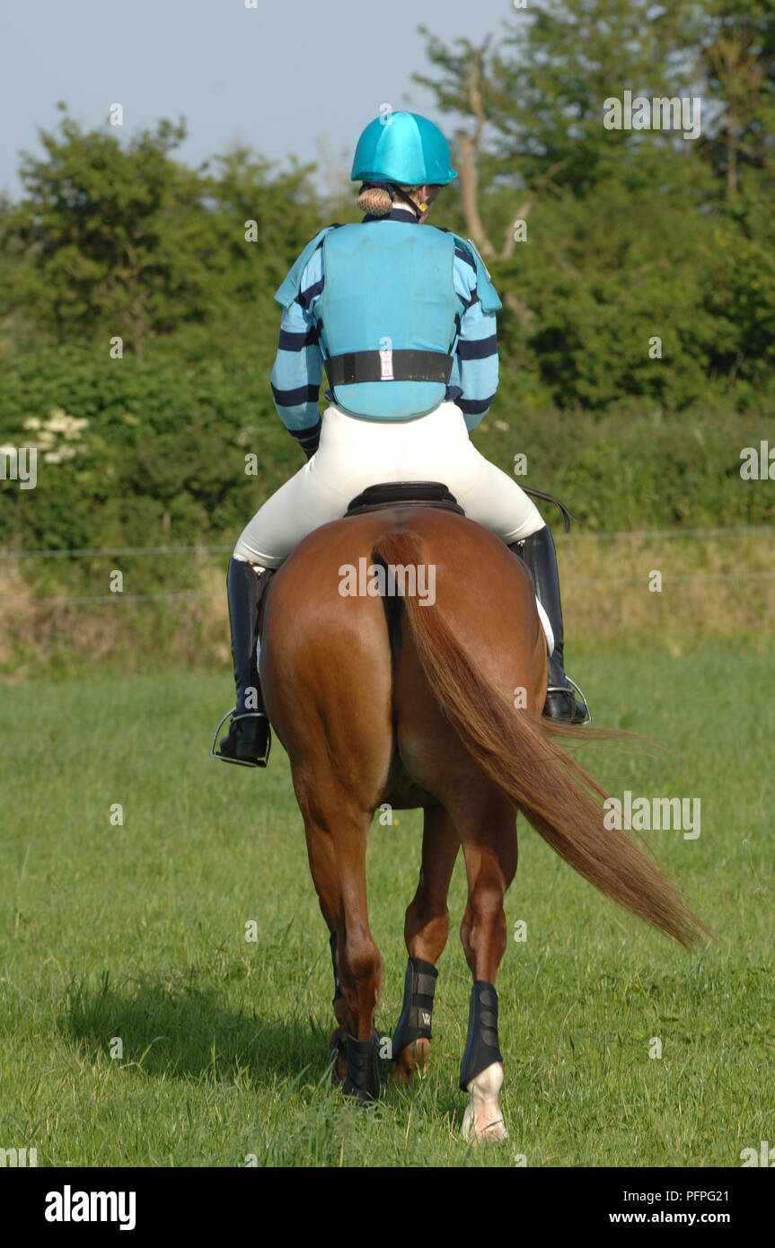 Cross-country rider vistiendo chaleco protector, sobre un caballo castaño, vista trasera Foto de stock