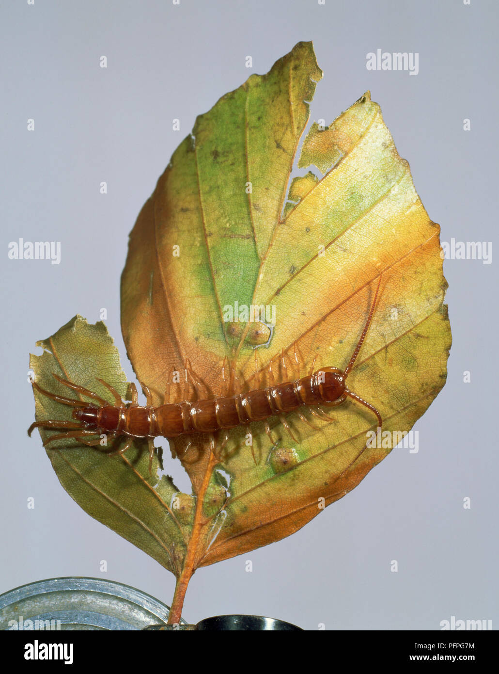 Común (Lithobius forficatus ciempiés) en un decadente leaf Foto de stock