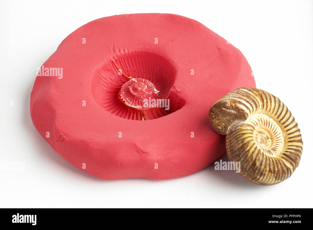 Hacer réplicas de fósiles, utilizando plastilina roja como molde, huella de ammonites  fósiles de ammonites en arcilla, descansando sobre la arcilla Fotografía de  stock - Alamy