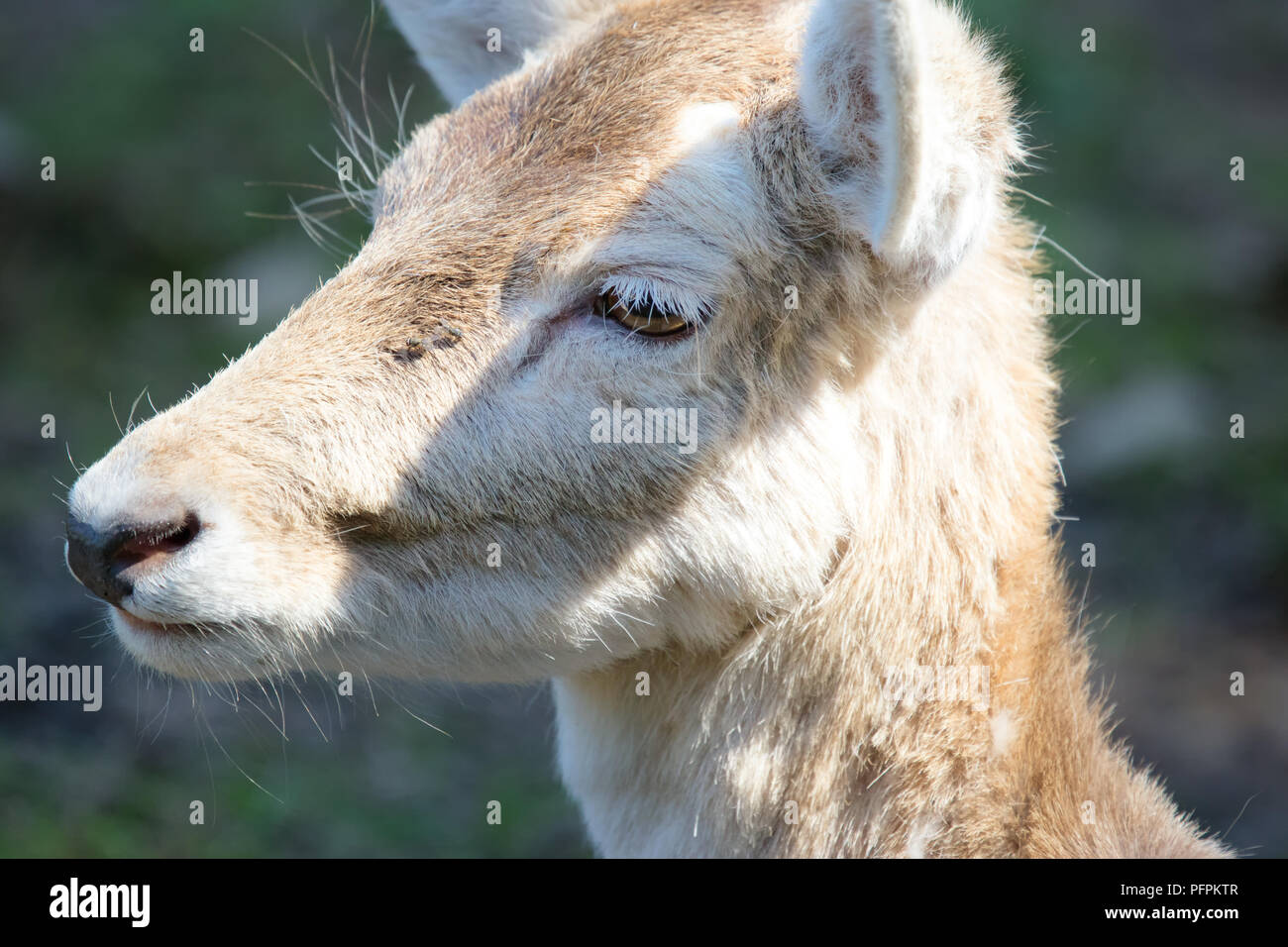 Llama, Lama glama imagen cercana de jóvenes Llama Foto de stock