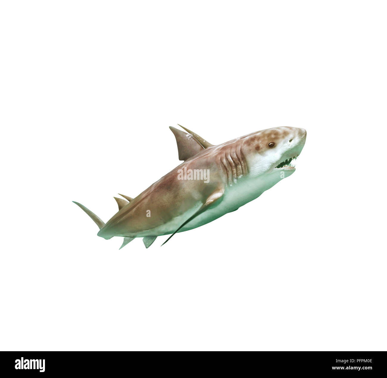 Tiburón prehistórico Hybodus nadando en el mar Foto de stock