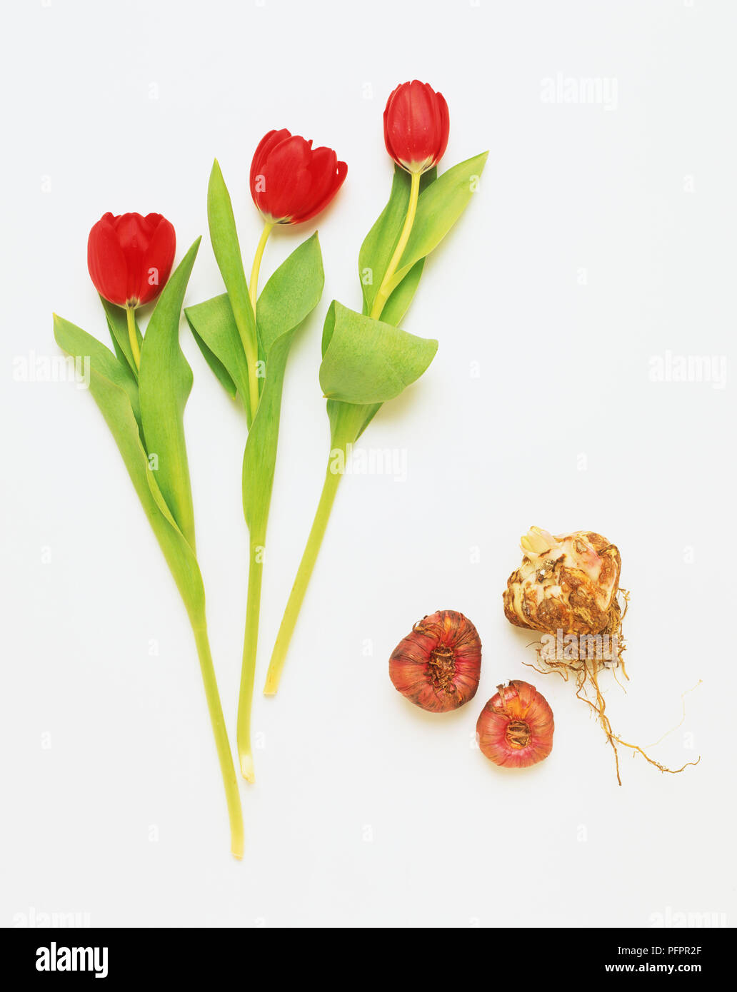 web motivo Refinamiento Tulipanes muy de color fotografías e imágenes de alta resolución - Página 7  - Alamy