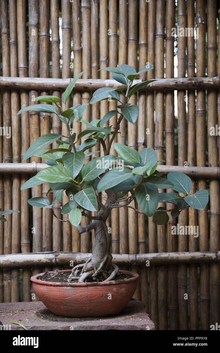 Bonsai cerca de caña de bambú cercas Fotografía de stock - Alamy