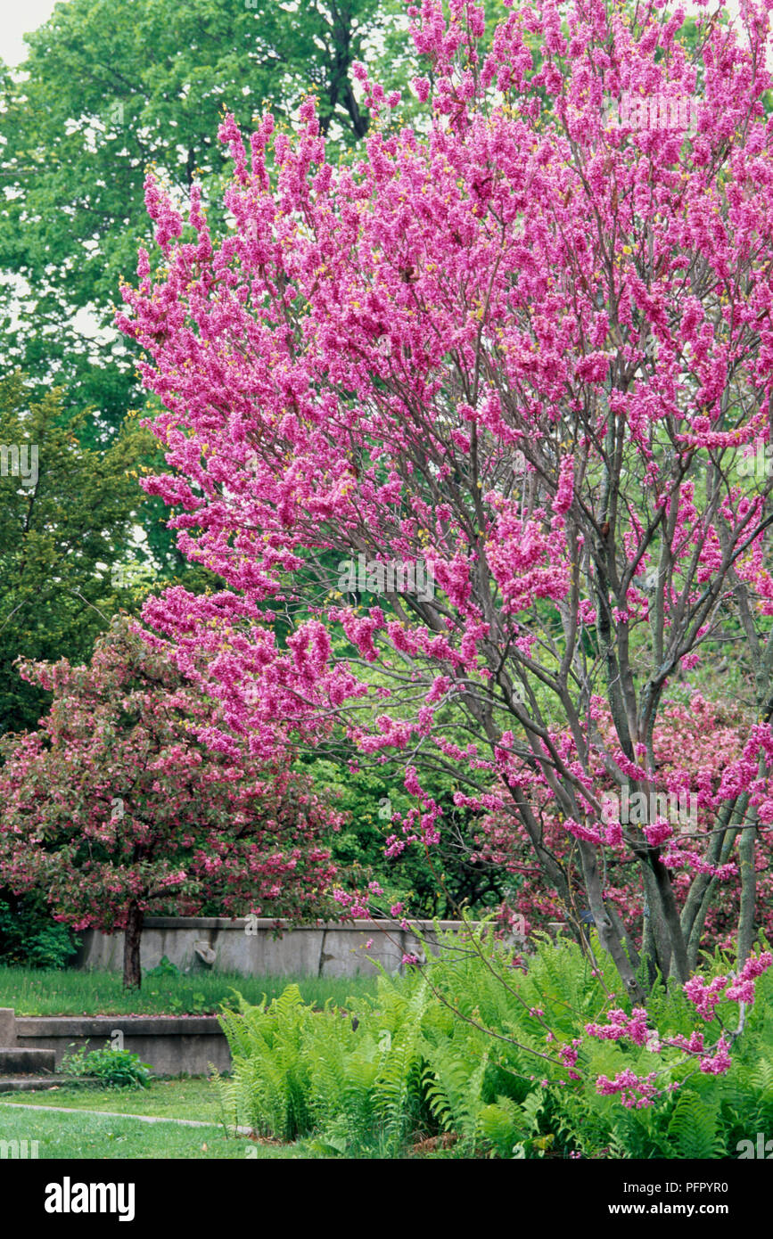 Cercis chinensis (ciclamor chino) árbol con flores de color rosa Fotografía  de stock - Alamy