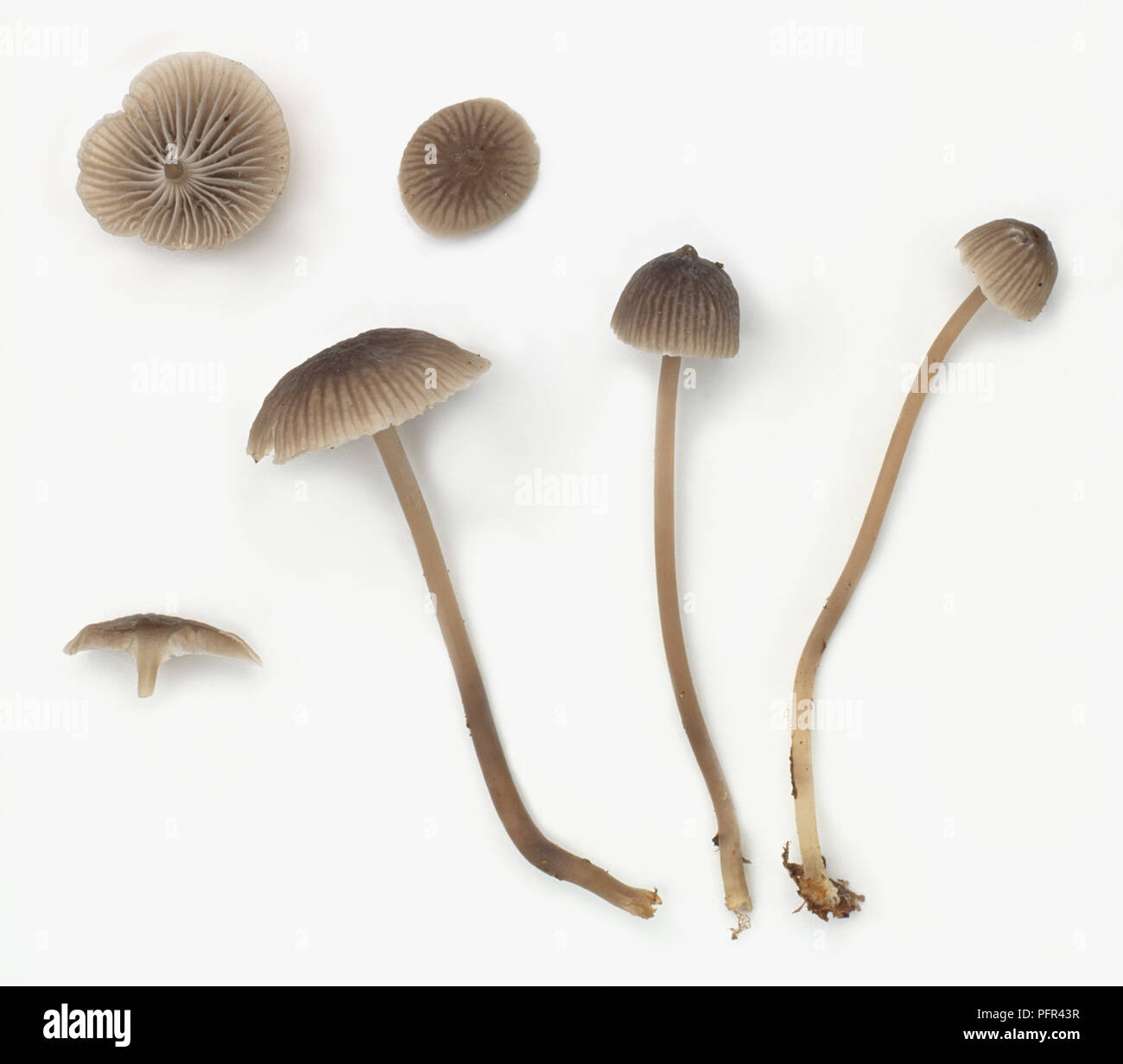 Ejemplos de Mycena cinerella arqueado (capó) Foto de stock