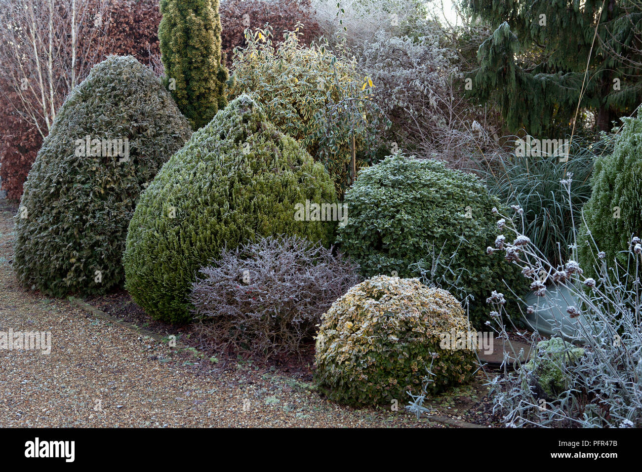 Con forma de arbustos y coníferas con heladas en invierno frontera Foto de stock