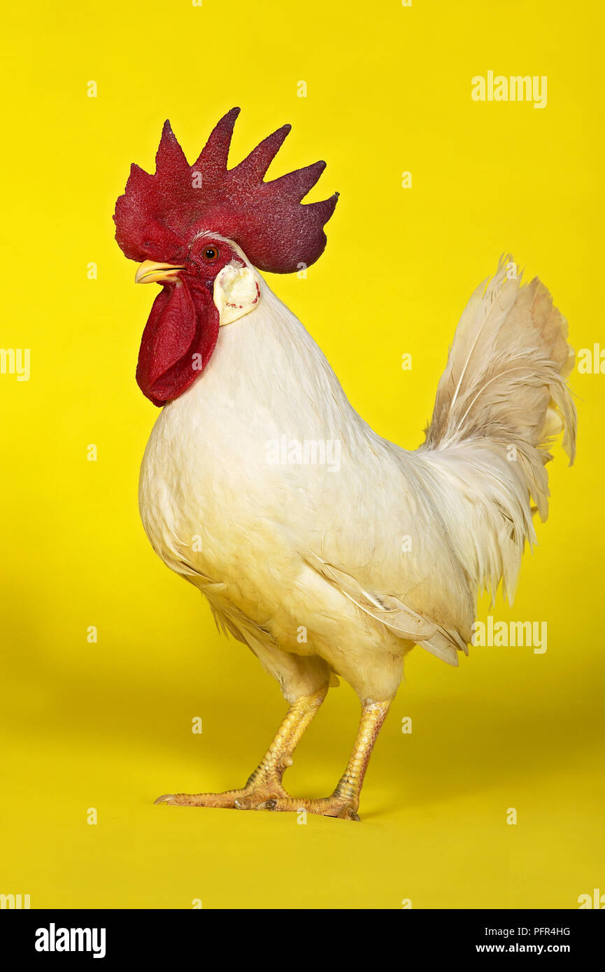 Gallo blanco sobre fondo de color amarillo brillante Fotografía de stock -  Alamy