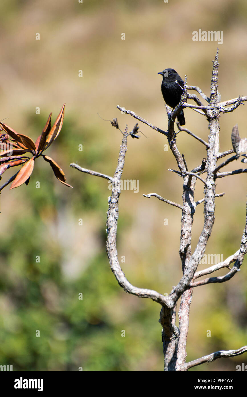 Sri Lanka, provincia de Uva, Nuwara Eliya, Horton Plains National Park, donde se posan las aves en rama Foto de stock