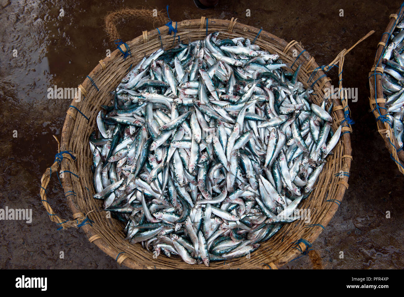 Sri Lanka, en la provincia occidental, Negombo, pescados para la venta en el mercado, vista superior Foto de stock