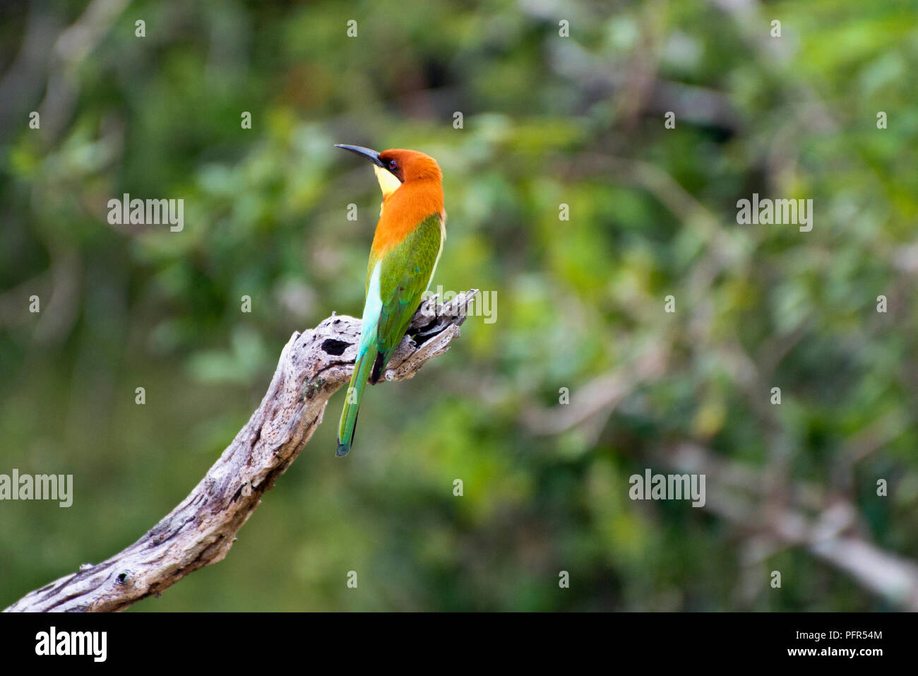 Sri Lanka, al sur de la provincia, Tissamaharama, el Parque Nacional de Yala, donde se posan las aves en rama Foto de stock
