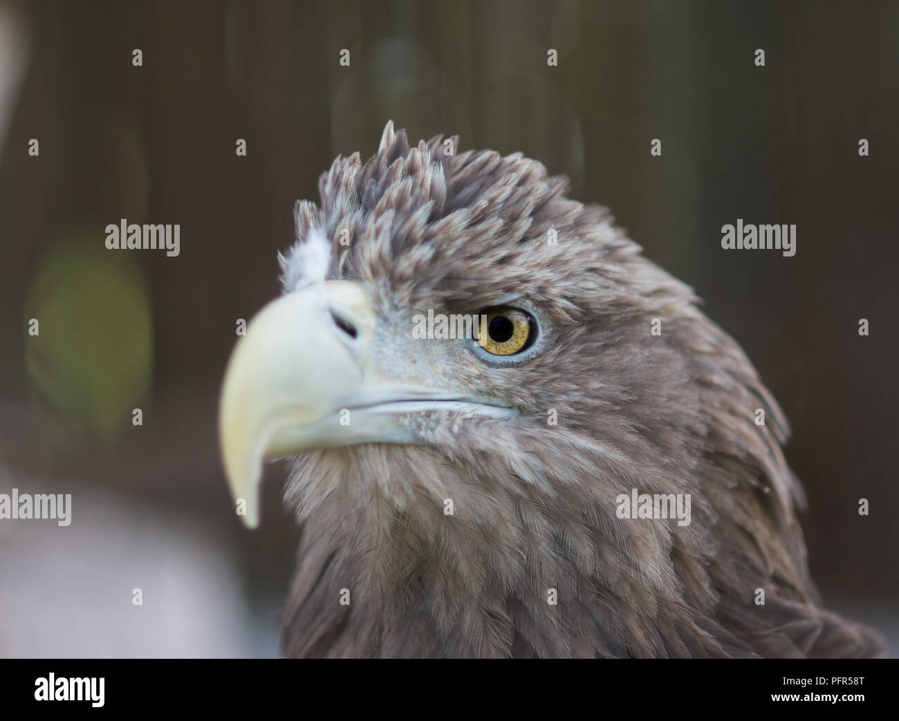 Retrato de águila de cerca. Pájaros de pie y observando alrededor. Mirada profunda. Foto de stock