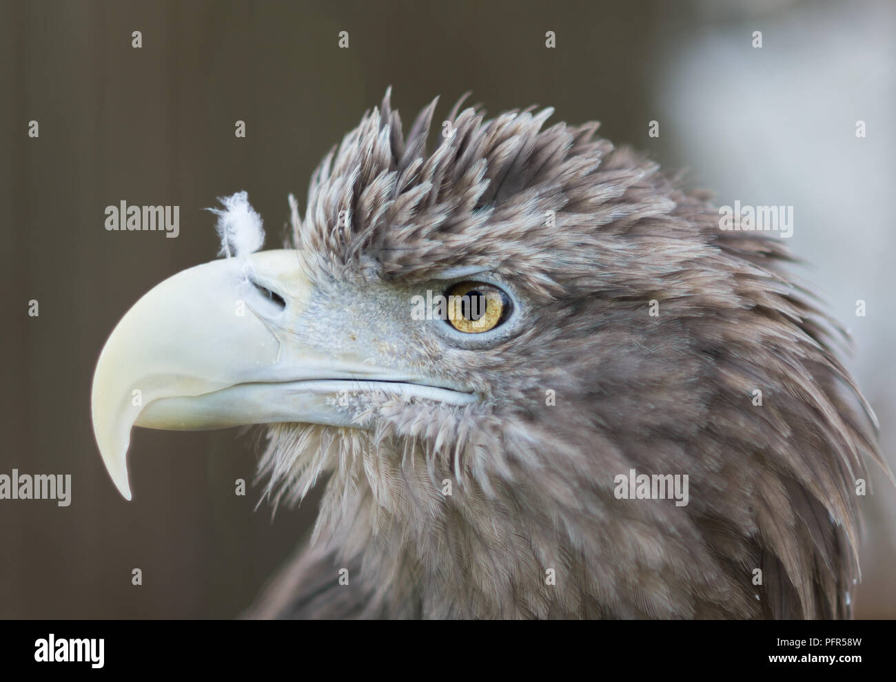 Retrato de águila de cerca. Pájaros de pie y observando alrededor. Mirada profunda. Foto de stock