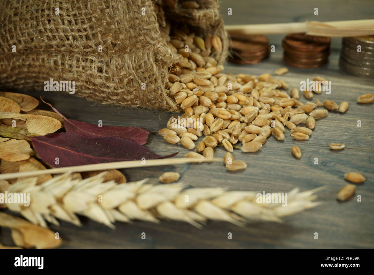 Semillas de trigo fresca cruda en saco de yute, grapado de monedas y la espiga de trigo madura sobre un fondo de madera rústica conceptual del aumento de los precios del grano con libre co Foto de stock