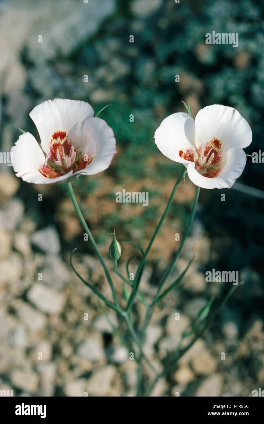 Calochortus venustus (Mariposa Lily) flores blancas y verdes bud sobre tallos delgados Foto de stock