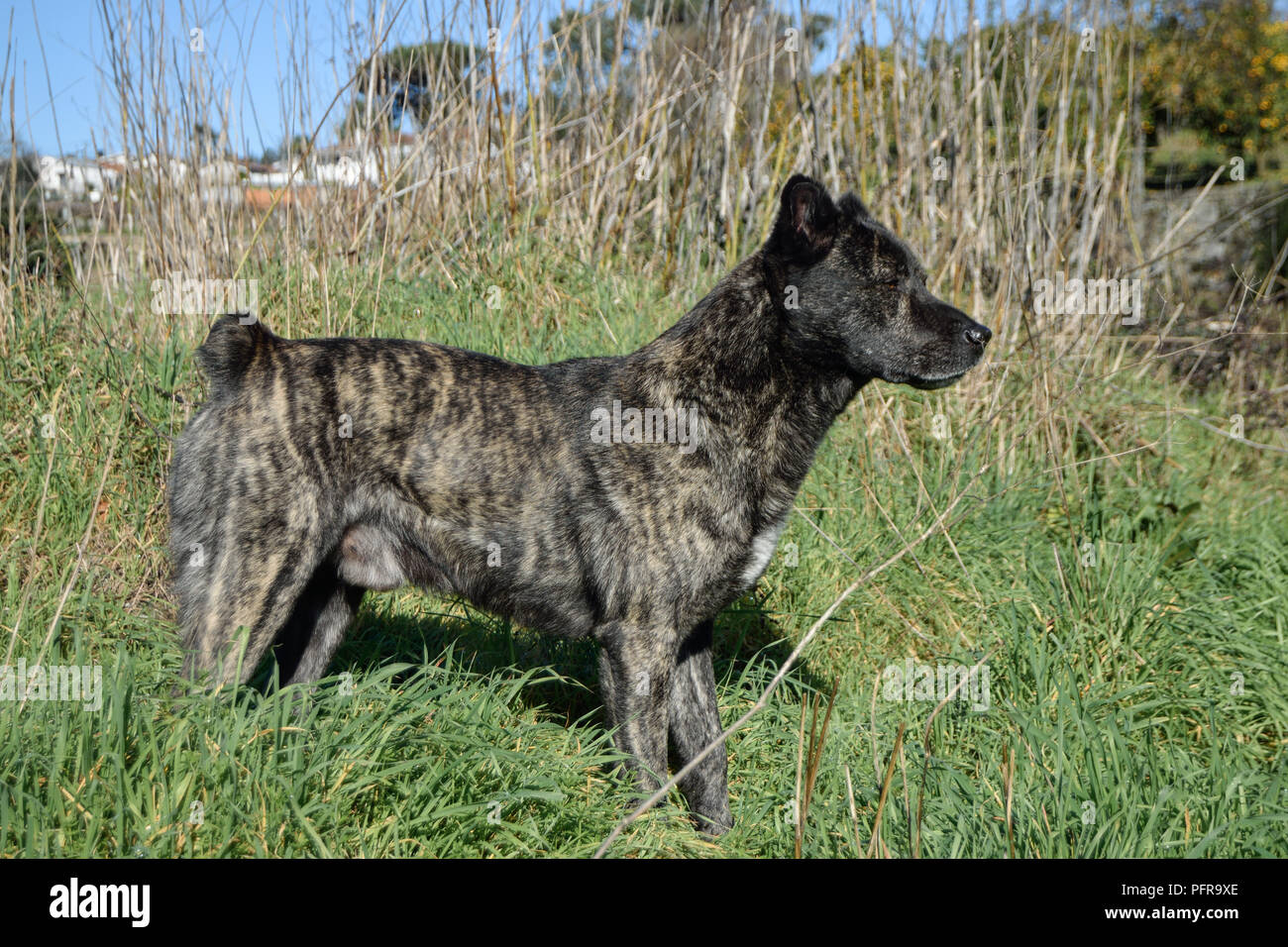 Fila de São Miguel una carrera desde portugués Açores desde séc XVI Isla,  Guard Dog utilizado a los agricultores para mantener seguras las vacas en  las montañas Fotografía de stock - Alamy