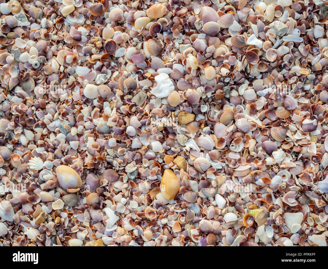 Hermoso colorido de los seashells textura del fondo en la playa. Muchos tipos de caracoles de papel tapiz. Foto de stock