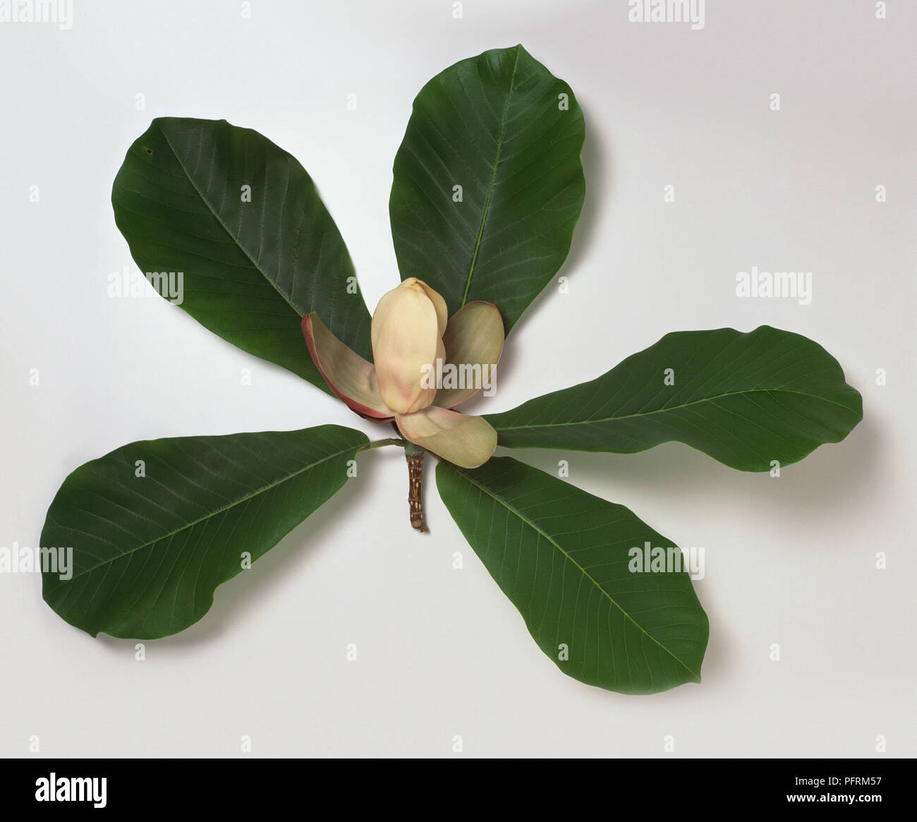 Magnolia hypoleuca, syn Magnolia obovata (japonés, japonés whitebark  bigleaf magnolia magnolia), flores y cinco hojas irradiando desde el tallo  Fotografía de stock - Alamy
