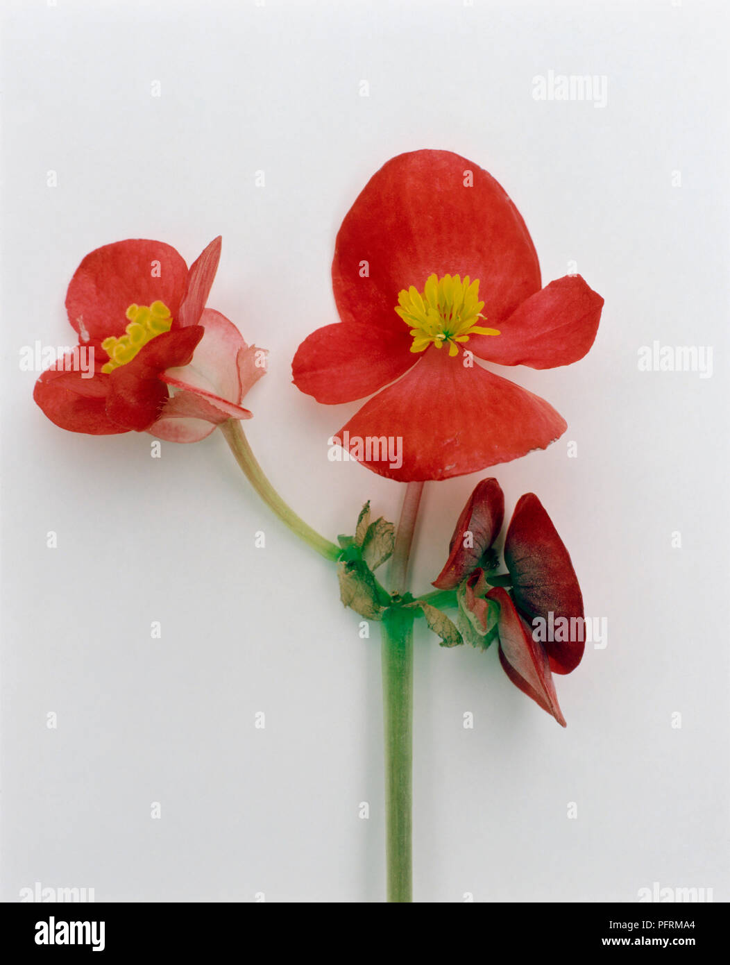 Flor de begonia masculina fotografías e imágenes de alta resolución - Alamy Flor de begonia masculina fotografías e imágenes de alta resolución - Alamy