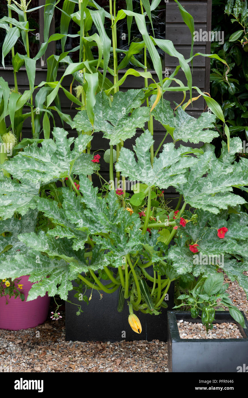 Planta de calabacín crece en maceta con otra flora en el jardín Fotografía  de stock - Alamy