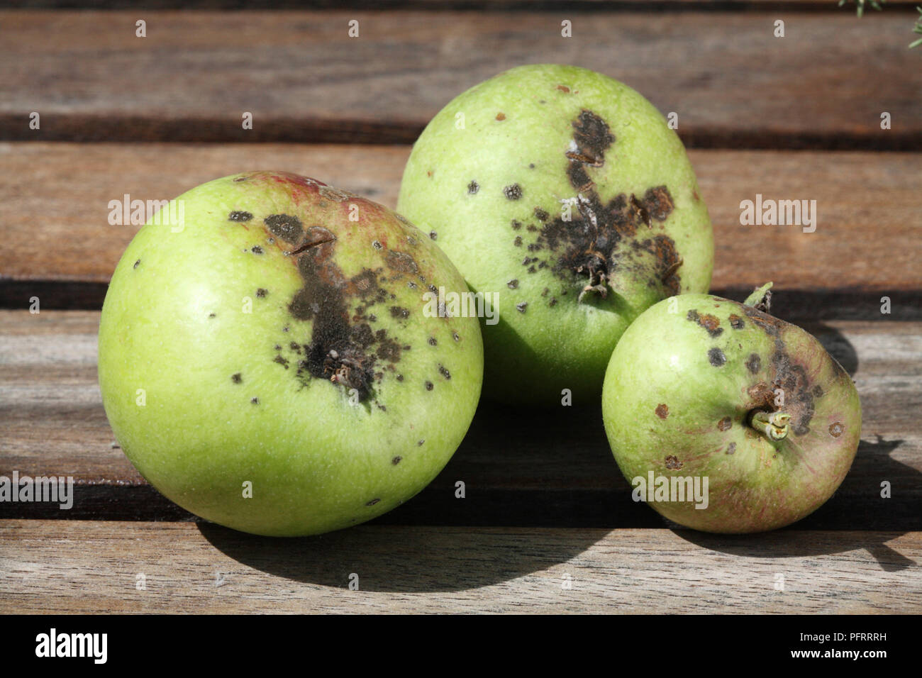 Las manzanas verdes dañados por Venturia inaequalis (Apple Scab) enfermedad Foto de stock