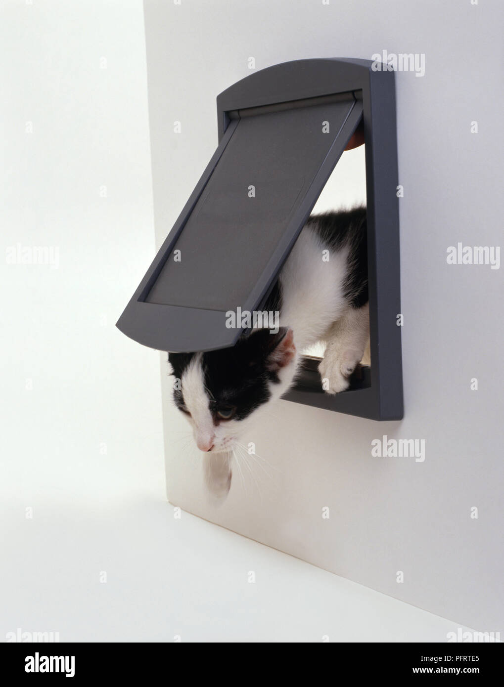 Gatito que entra a través de una trampilla de cat Foto de stock