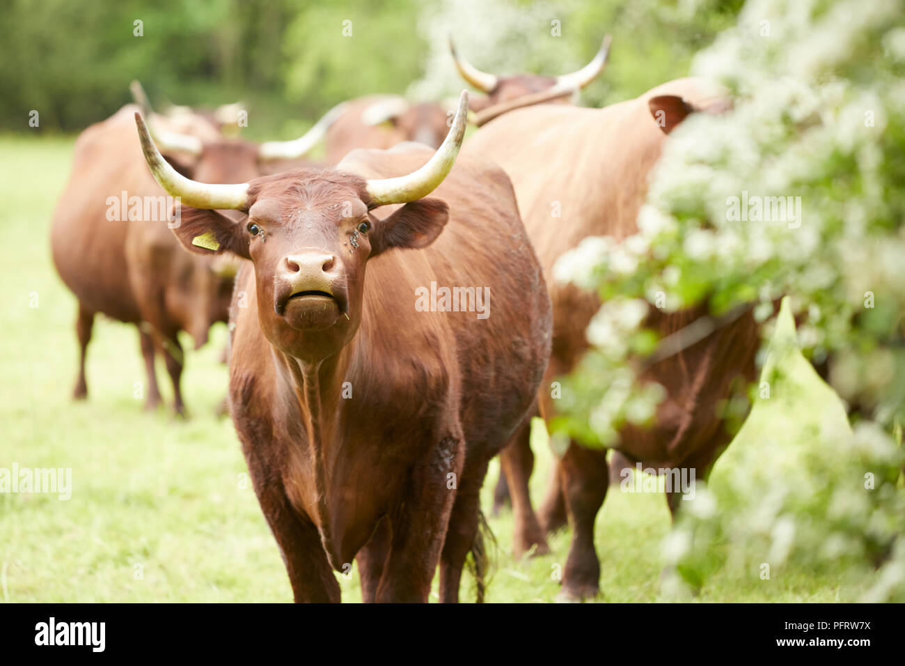 El ganado con cuernos Foto de stock