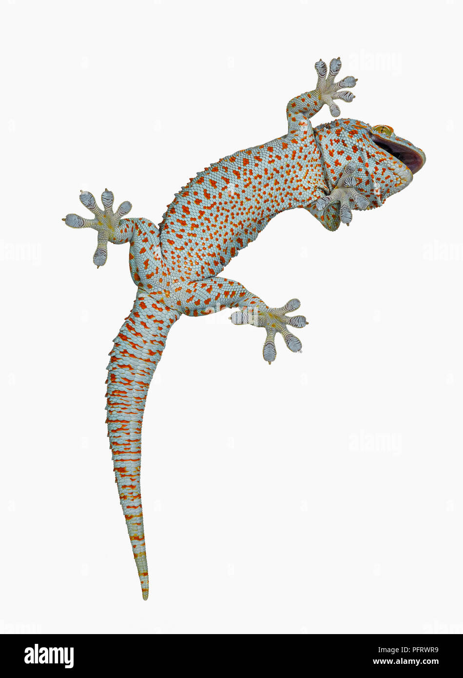 Gecko Tokay Foto de stock