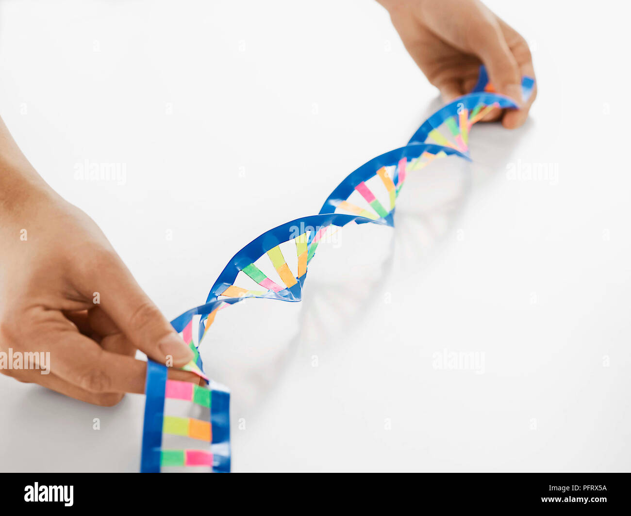 Modelo de ADN experimento Paso 6 de 6, gire la escalera para crear una forma espiral como el propio ADN Foto de stock