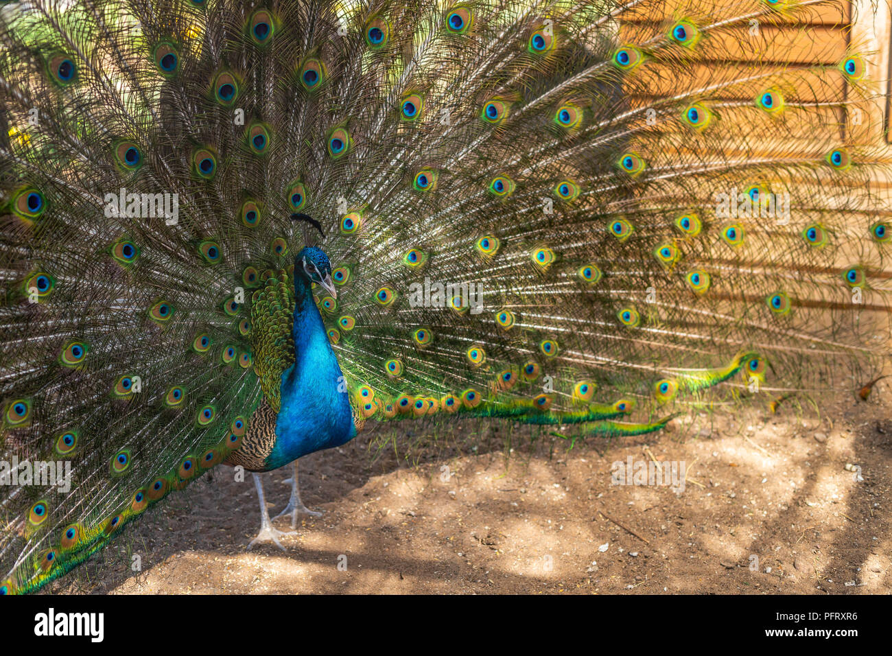 Peacock con plumaje completo en la temporada de apareamiento abierto.Una foto cerca de Green Peafowl, abriendo su cola de plumas de pavo real.hermoso macho.Peacock Peacock orgulloso con las alas abiertas Foto de stock