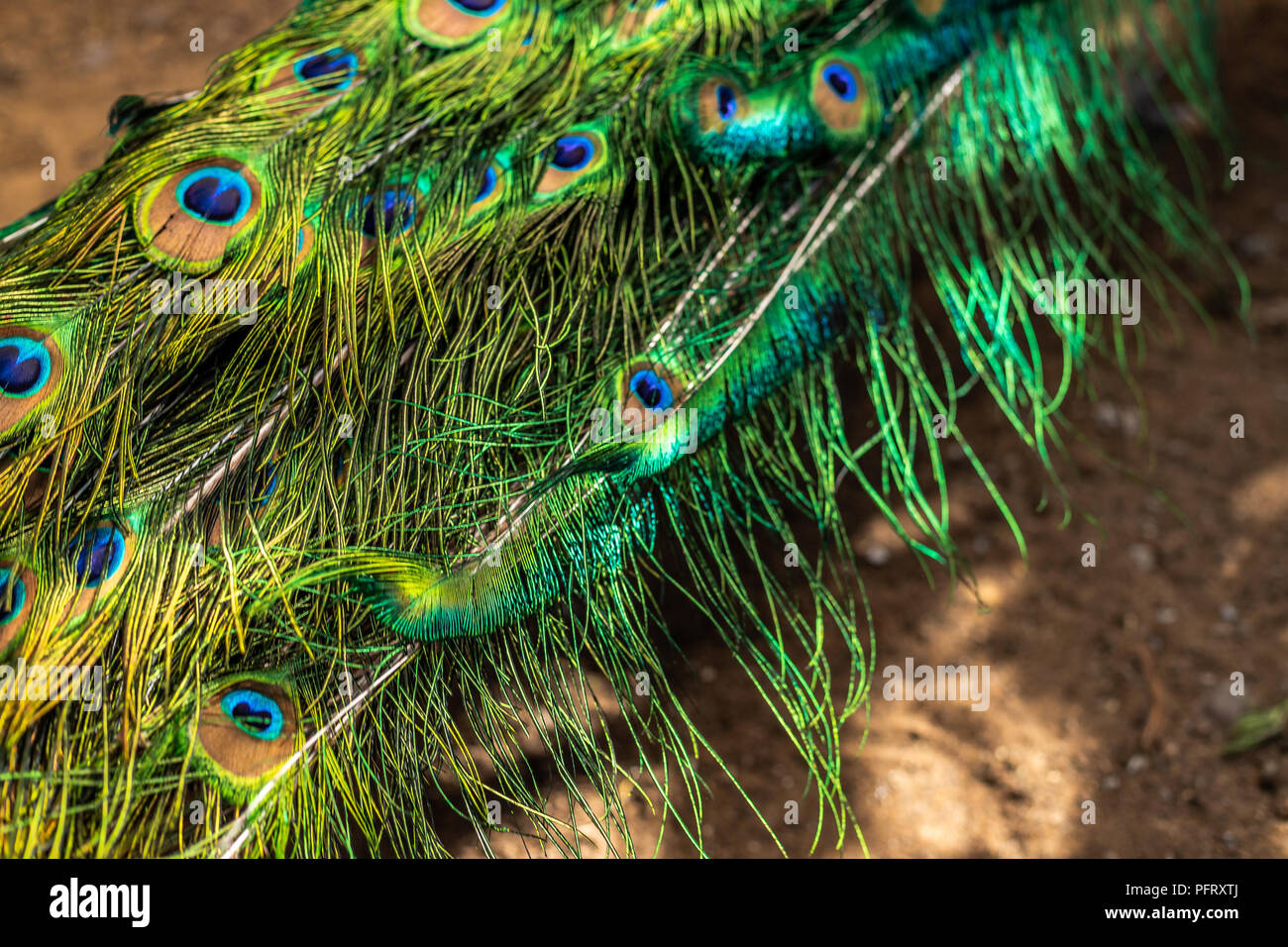 Hermosas plumas de pavo real ,peafowl verde. Abriendo su cola de plumas de pavo real. Patrón de plumas vistosas bajo los rayos del sol. Copie el espacio.macho con coloridos Peacock Peacock tail.mostrando su cola Foto de stock