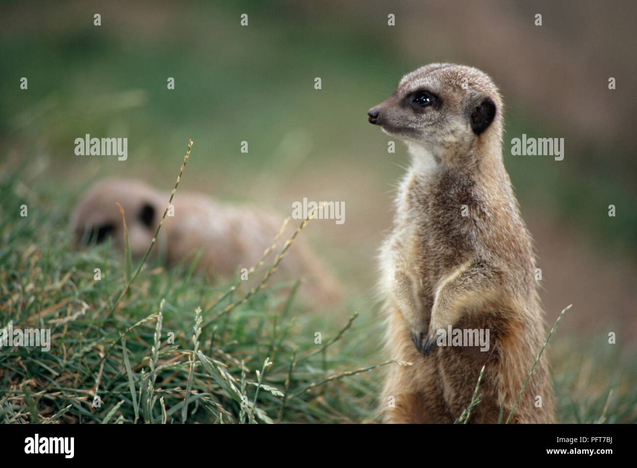 Suricata o (Suricata suricatta) mirando hacia el lado, otro suricata o en segundo plano Foto de stock