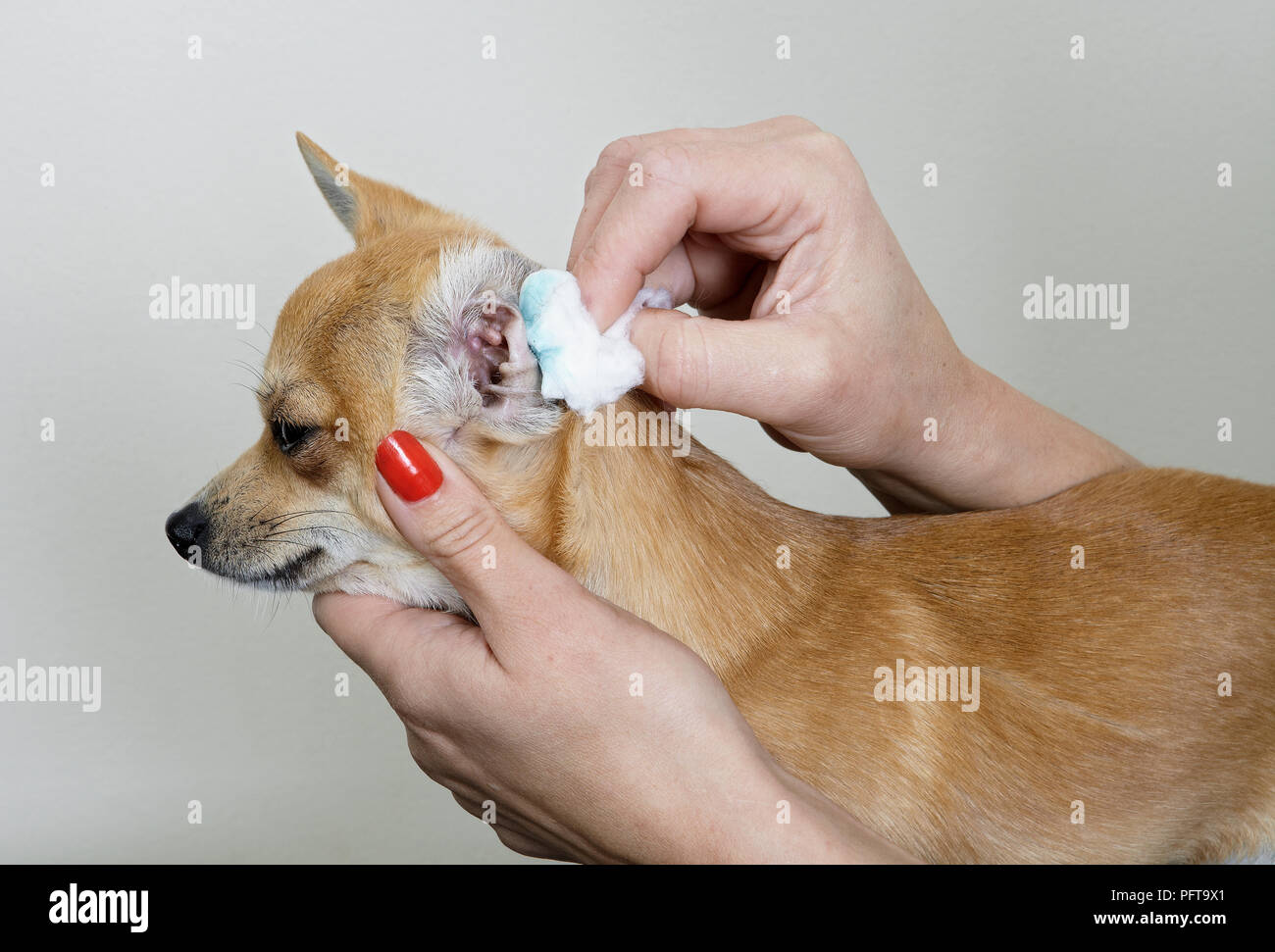 Chihuahua, limpieza de orejas en el peinado de salón. Foto de stock