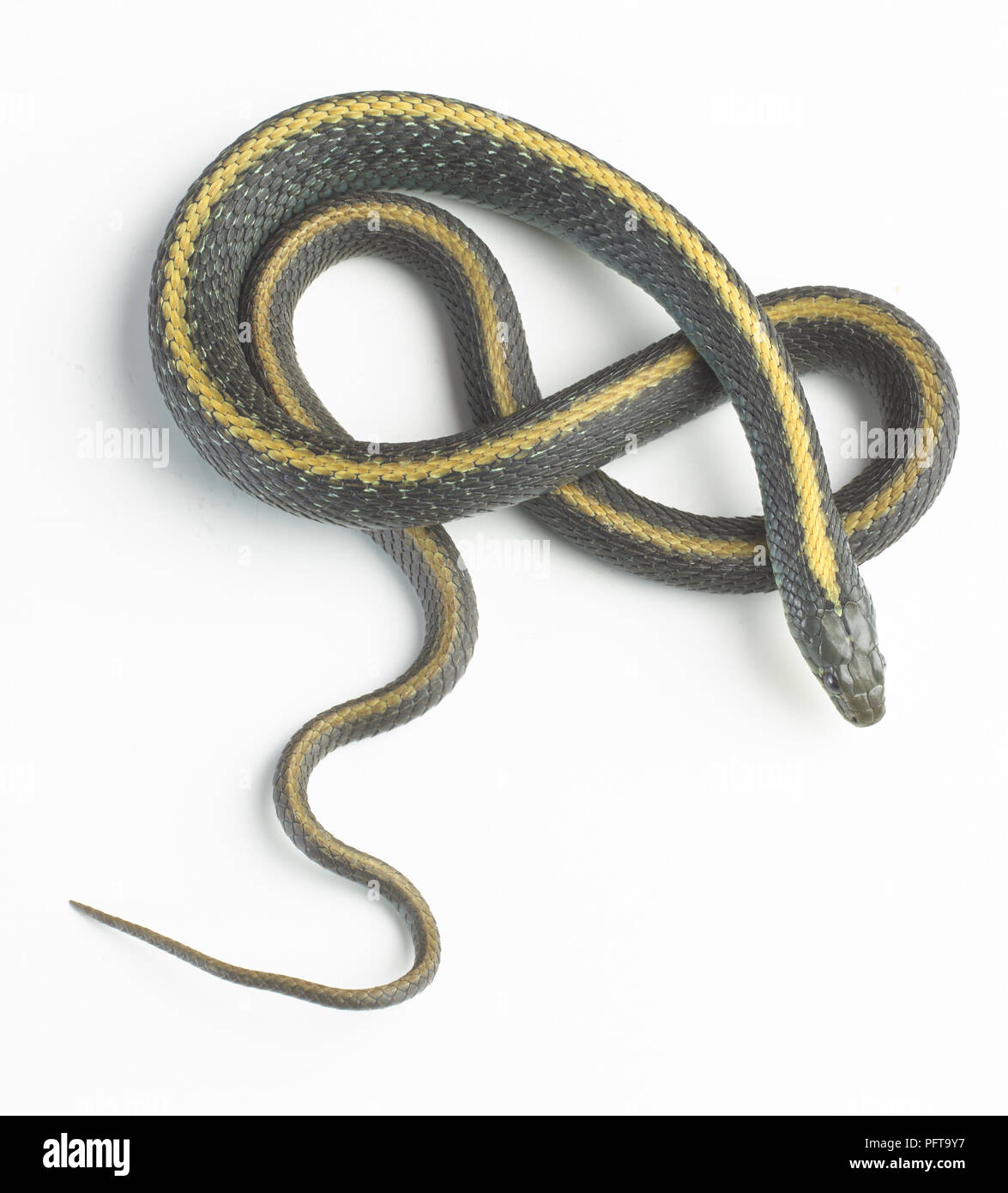 Santa Cruz Garter Snake (Thamnophis atratus) Foto de stock