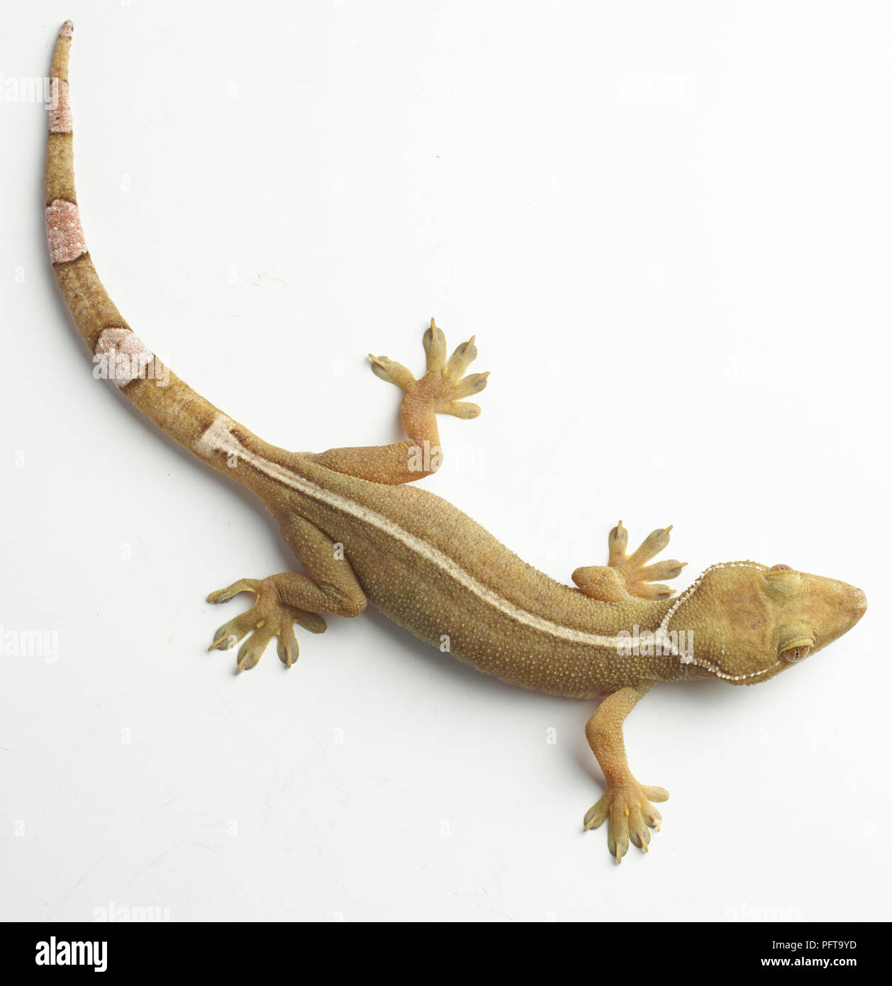 Palm gecko (Gekko gecko). Foto de stock