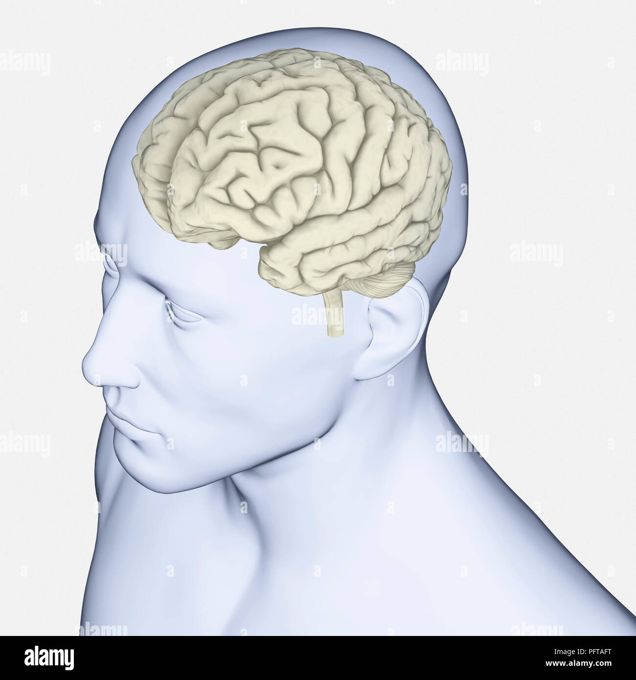 Ilustración digital del cerebro humano Foto de stock