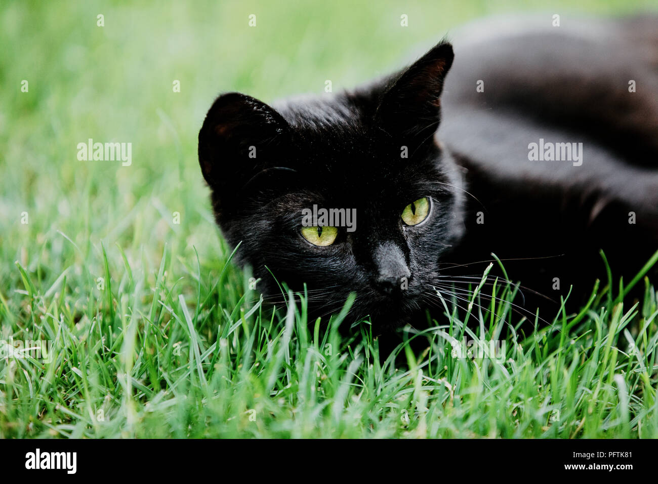 Close-up de gato negro acostado sobre la hierba verde y ver algo. Gato negro  la superstición como portadora de mala suerte o buena suerte. Gato negro  agradecimiento Fotografía de stock - Alamy