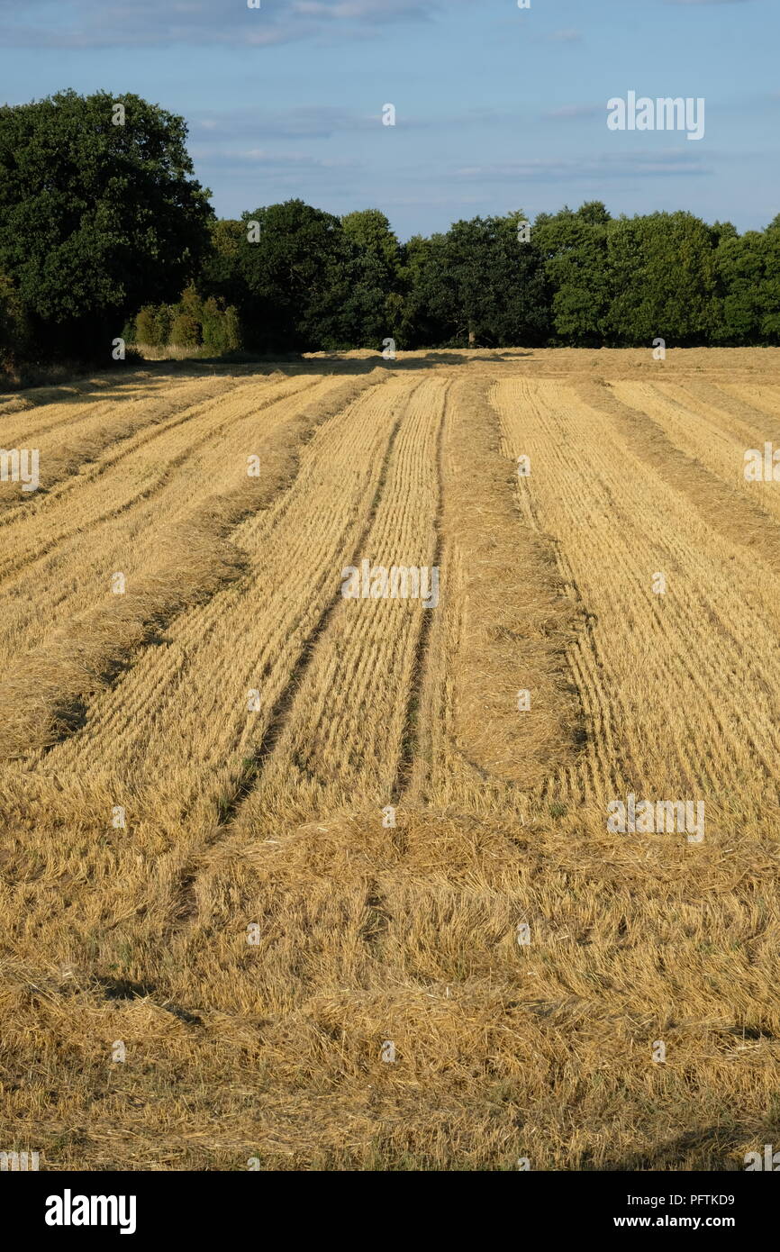 Cosecha cultivable, cosechada, tierras de cultivo, hojas de jadigno, paja, Otoño. Otoño, Cheshire, Inglaterra, Agricultura, ropa de cama de invierno. Foto de stock