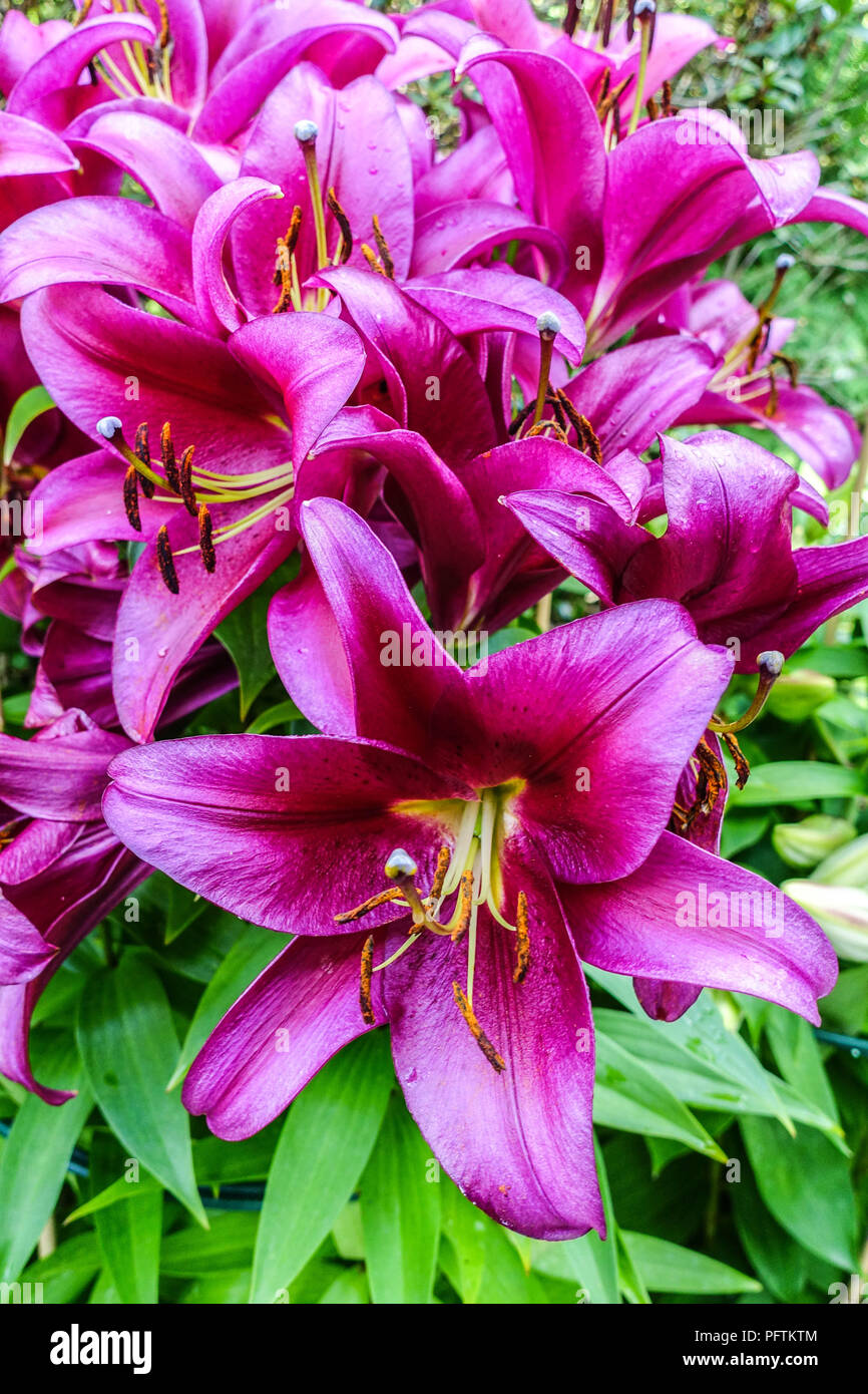 Lilium oriental Lilium lily, ' ' Redford, lirios orientales Fotografía de  stock - Alamy