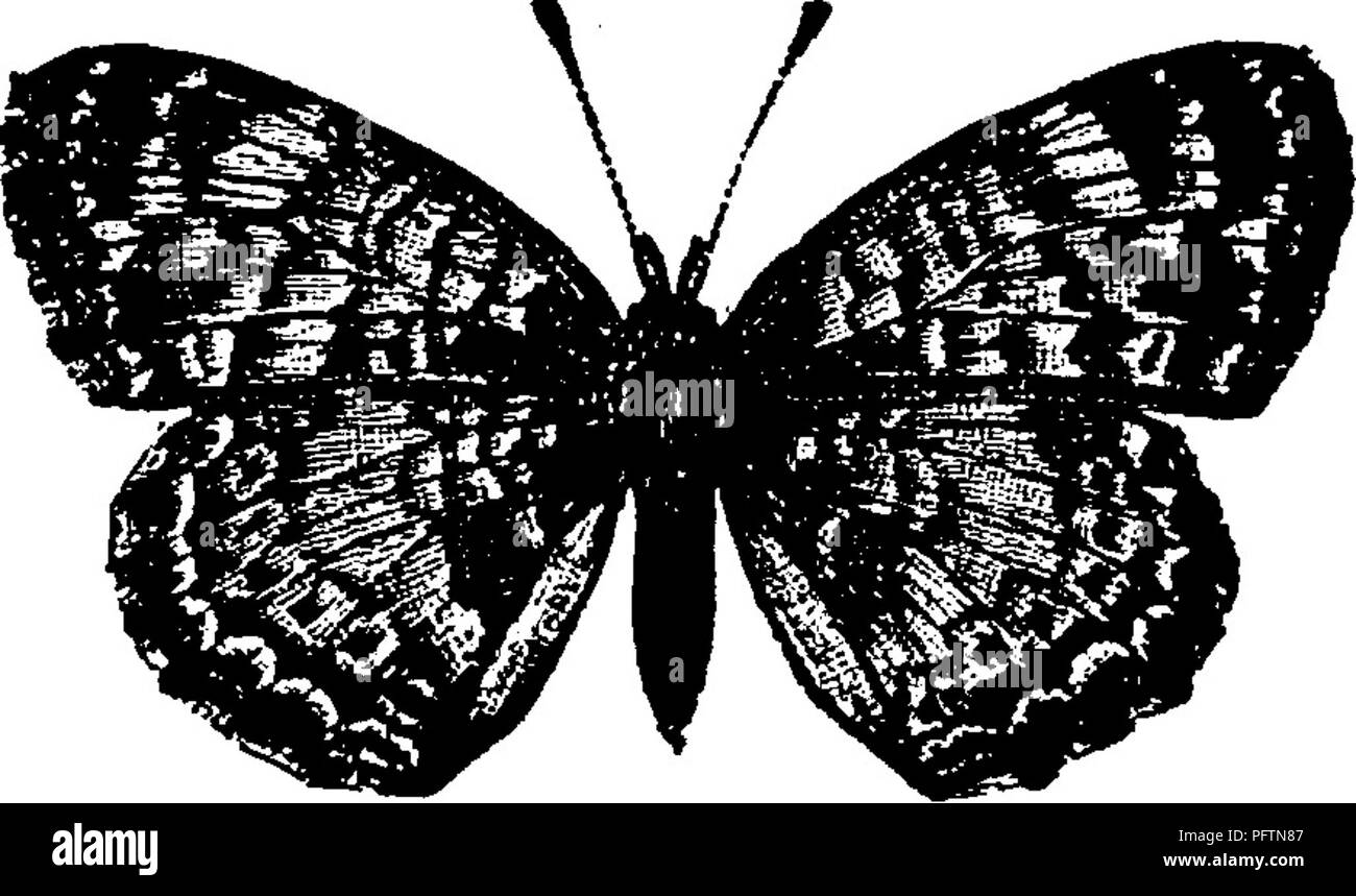 . Un manual para el estudio de los insectos. Los insectos. Los lepidópteros. 399 phalinse. El color de las alas es a veces negro, con manchas rojas y amarillas ; pero es generalmente fulvous, con el avance de las alas en margen ampliamente, especialmente en el ápice, con negro, y atravesado por numerosas líneas irregulares de color negro. Alrededor de cincuenta especies ocurren en este país. El Baltimore, Euphydryas phaeton (Eu-phyd'ry-como pha'- e-ton).-Las alas anteriores son negras, con una hilera marginal de exterior anaranjado-rojizo oscuro spots y filas paralelas de manchas de color amarillo muy pálido; sobre el tapete una tercera fila de alas es más o menos representados. Las alas pe Foto de stock