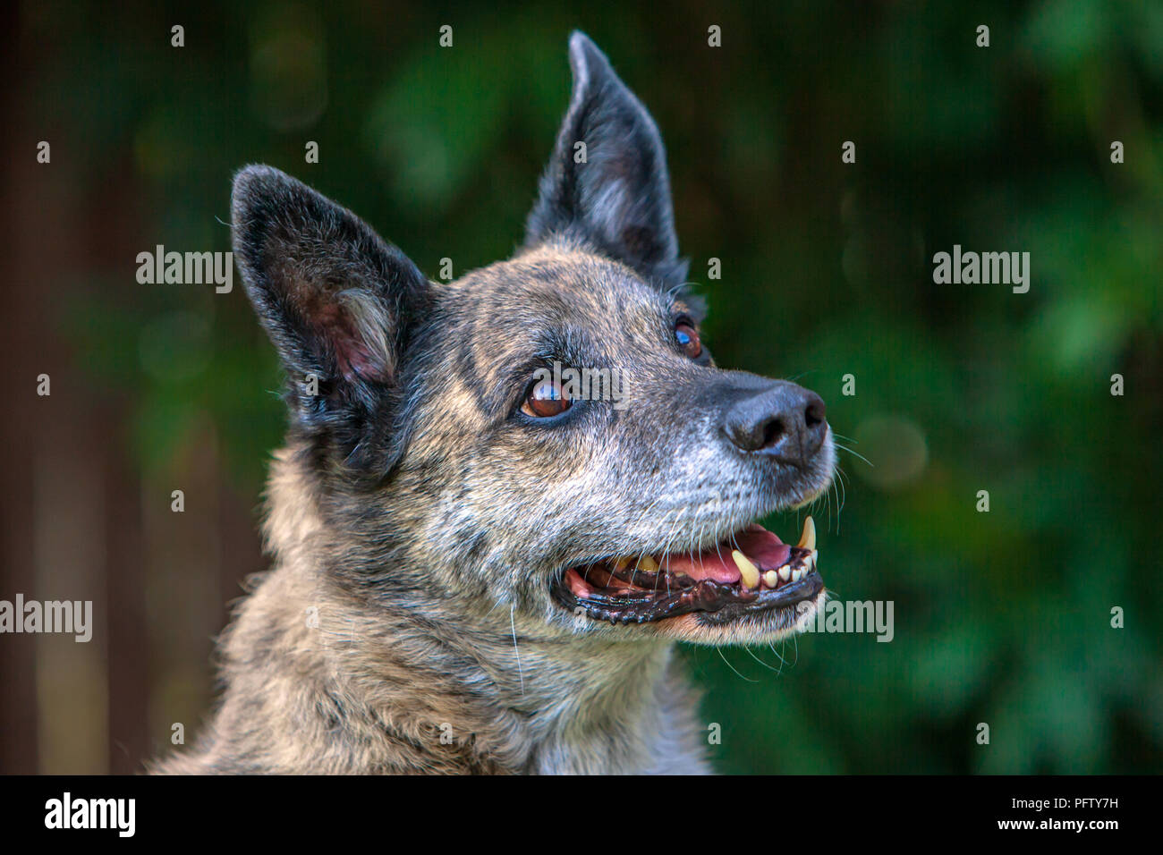 Greyhound Pastor Alemán perro de raza mixta - Rocky Fotografía de stock -  Alamy