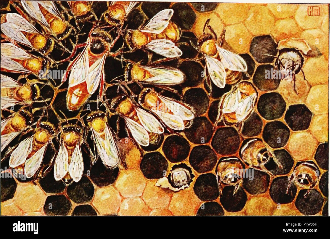 Artículos sobre aves de la revista National Geographic]. Las aves. En el  campo y con el ocupado de la colmena de abejas. El QUEEN'S Damas en espera  mantener su bien alimentados