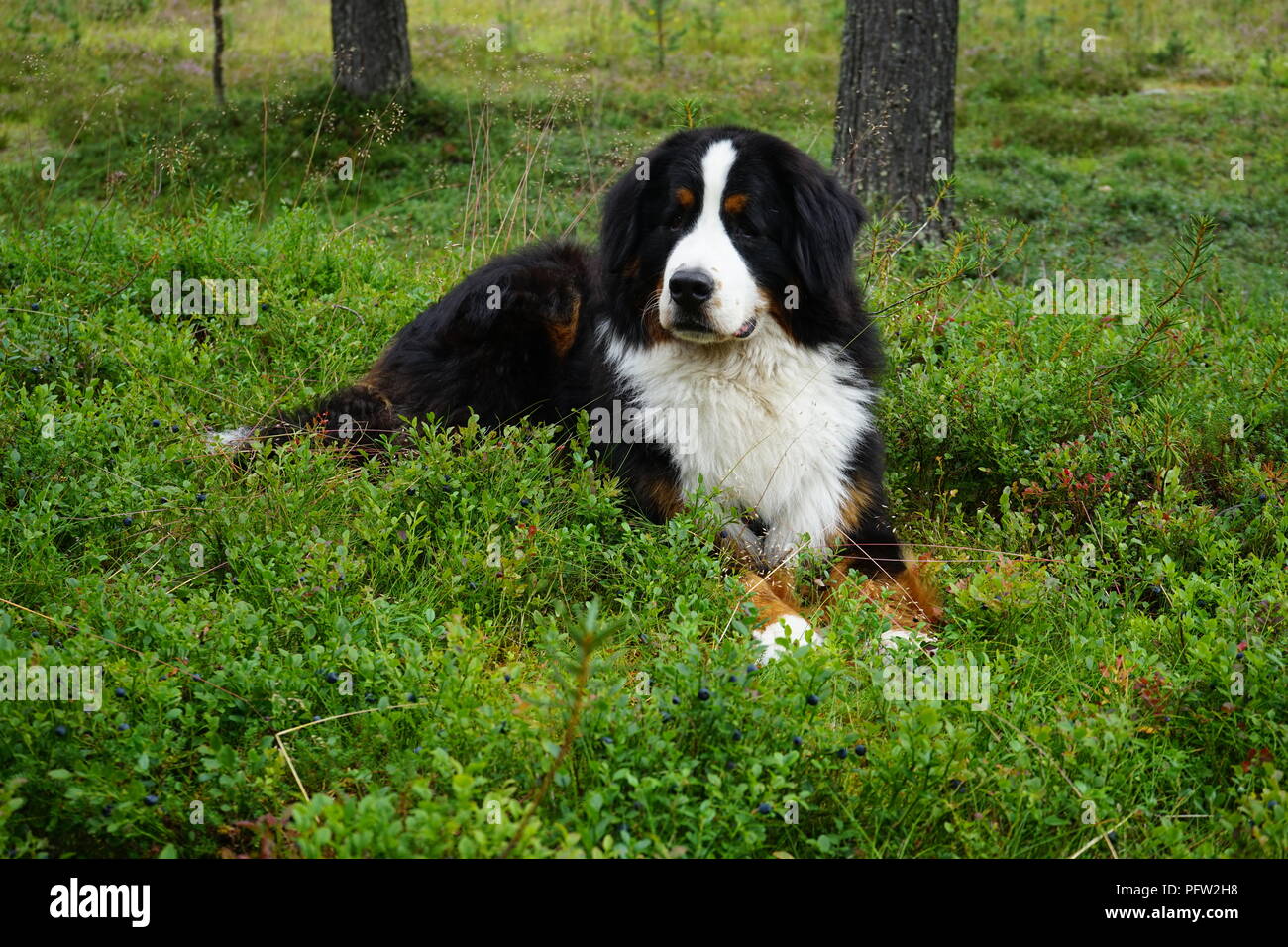 Bernese Mountain Dog tumbado en las plantas de arándanos en Laponia, Finlandia Foto de stock