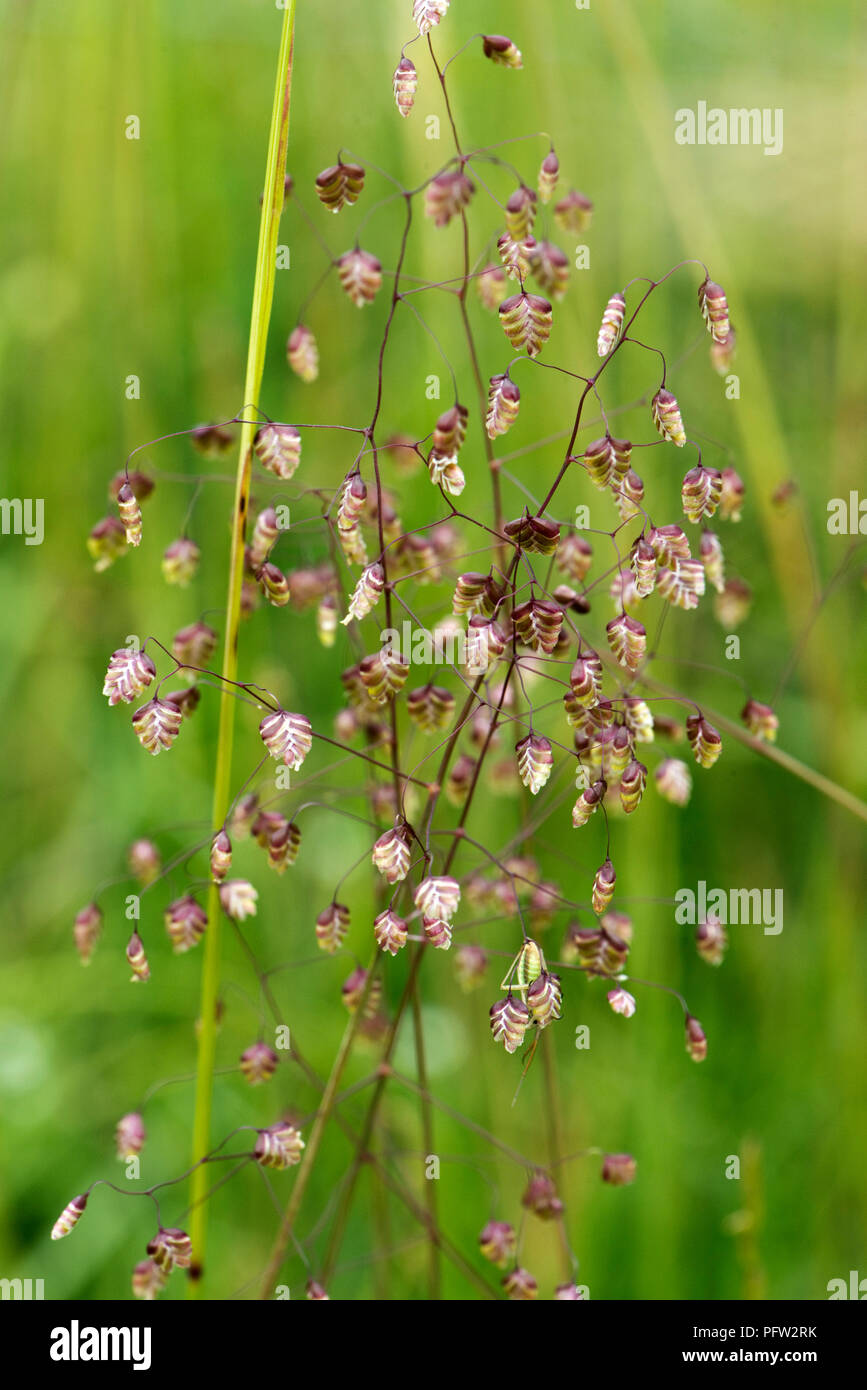 Vacila la hierba, Briza media, florece en breve cerros pastos, Berkshire, Inglaterra, Reino Unido, junio Foto de stock