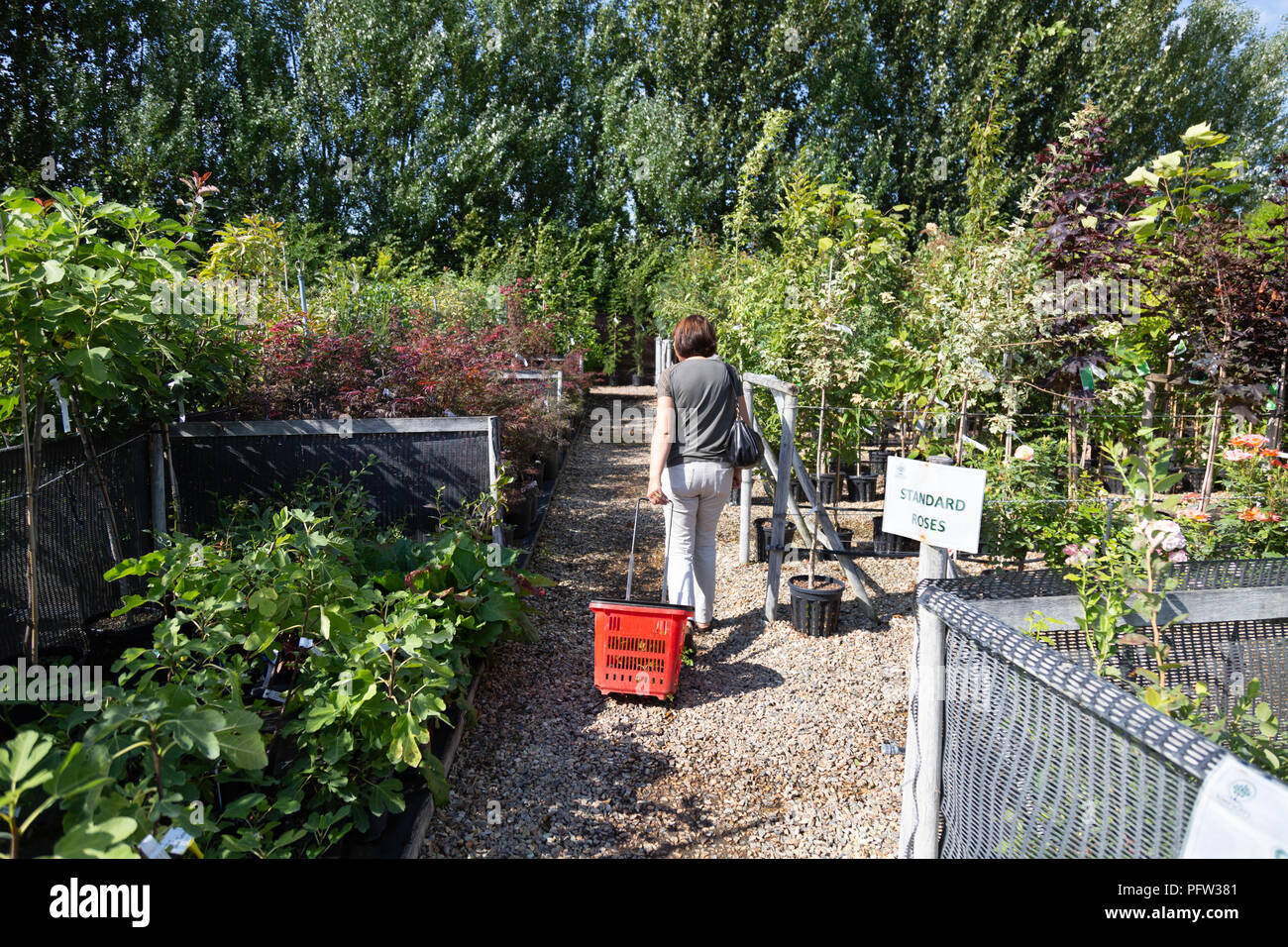 Un modelo de mujer liberada para compras de plantas en un centro de jardinería, Cambridgeshire Inglaterra Foto de stock